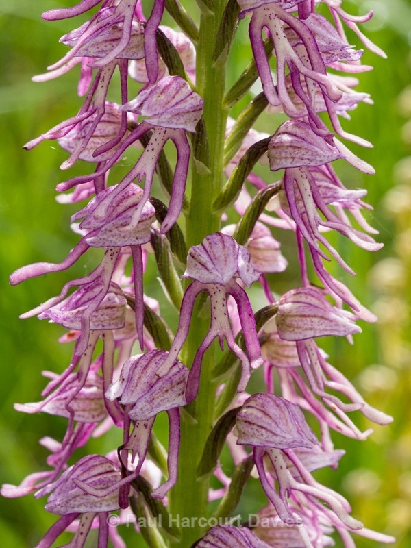 Orchis x bergonii = Orchis anthropophorum x Orchis.simia hybrid - Wild Orchids - 1