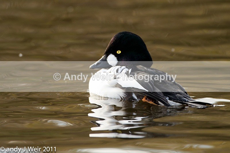 Goldeneye-3383 - Goldeneye