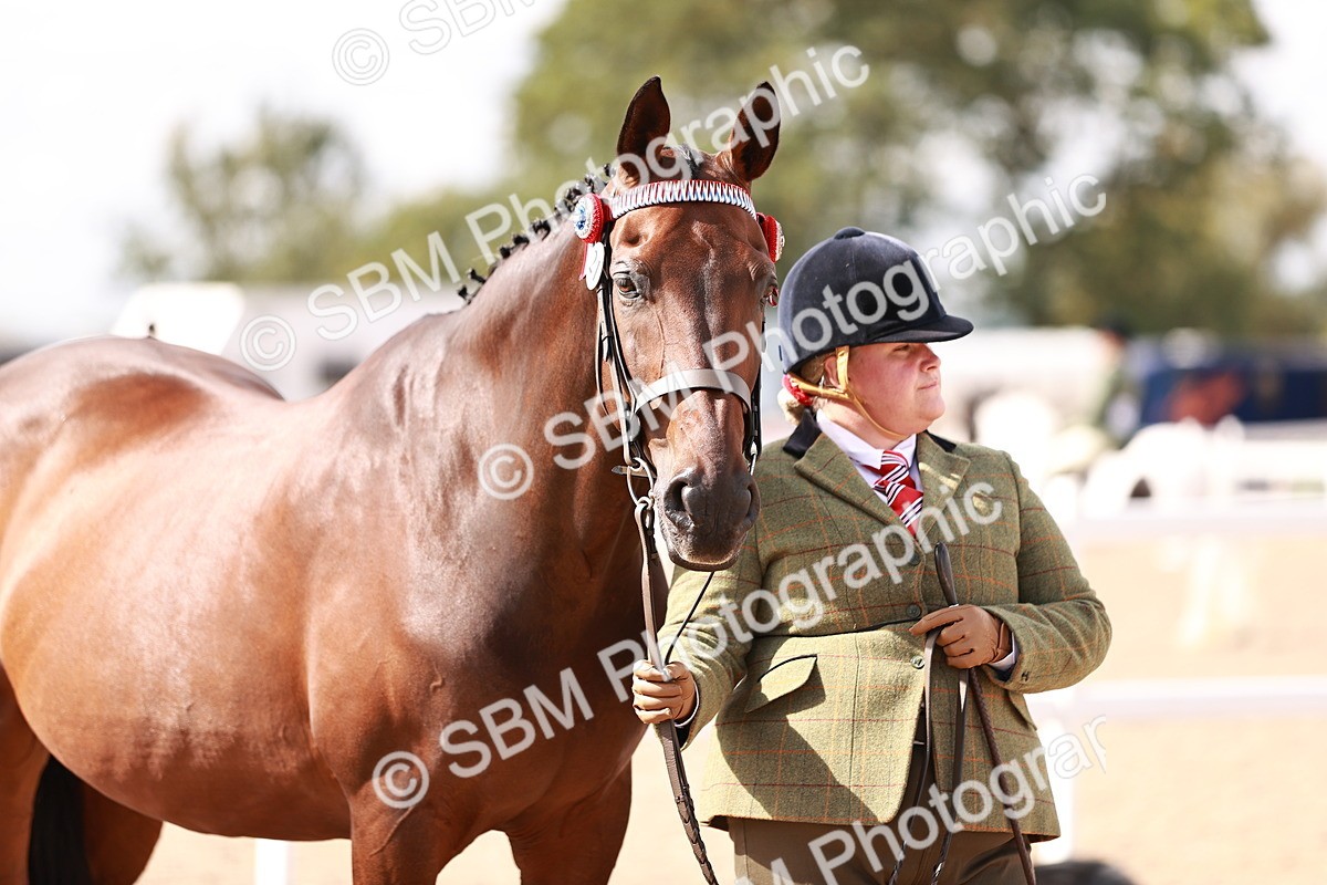 SBM_14219 - Class 407 - IH Hack Riding Horse