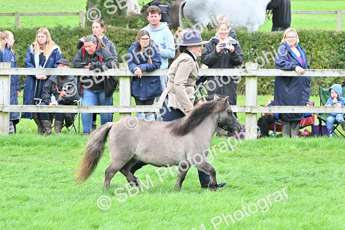 SBM_60942 - S48 - Mountain & Moorland In Hand Small Breeds