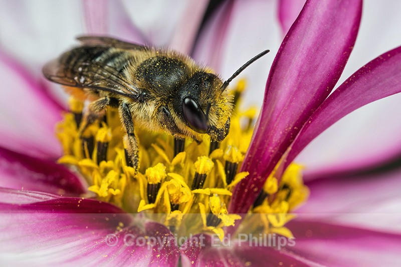 Megachile centuncularis (f) - Megachile centuncularis