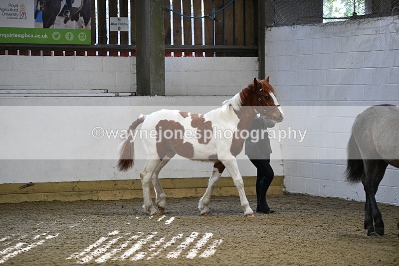 WJ5_3350 - Class 1 Youngstock