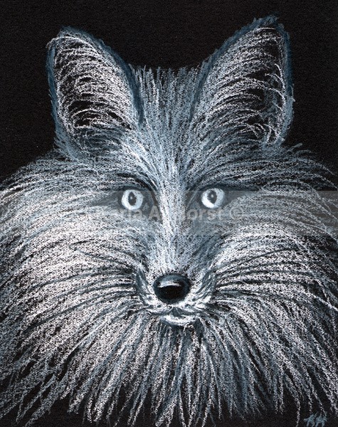Fox - Illustrations