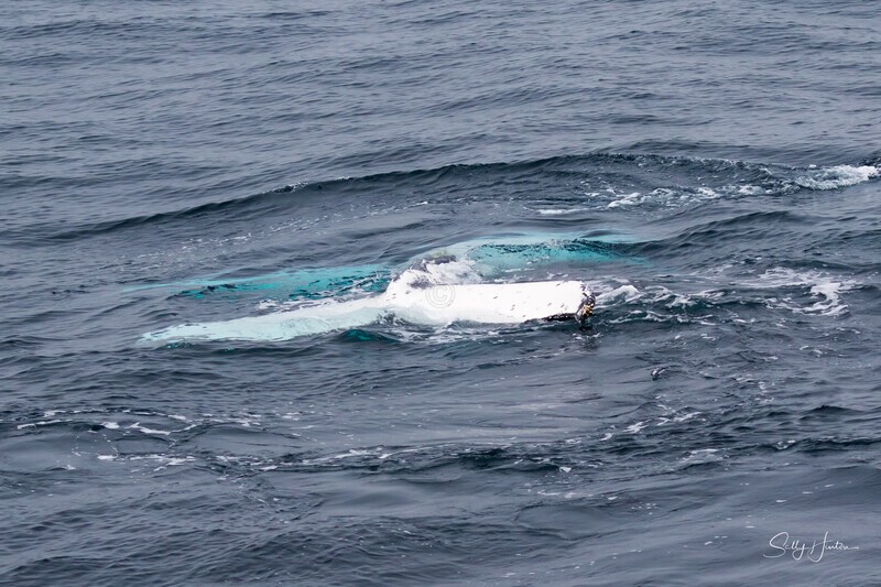 Upside Down 0A3A1033 - Humpback Whales