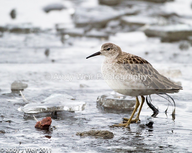 Ruff-1346 - Ruff
