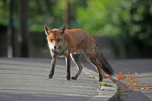  - Urban Foxes, Bristol, Great Britain