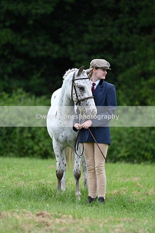 WJ7_4519 - Class 14B Prettiest Mare