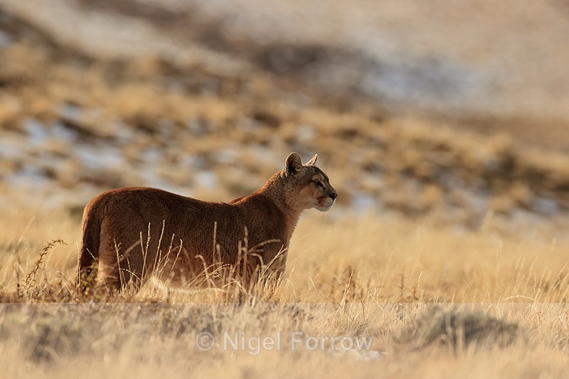 Puma Dania standing still looking, Torres del Paine, Chile - Puma