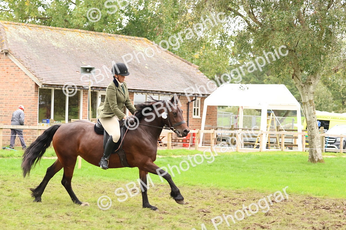SBM_69613 - S62 - Mountain & Moorland Ridden Large Breeds