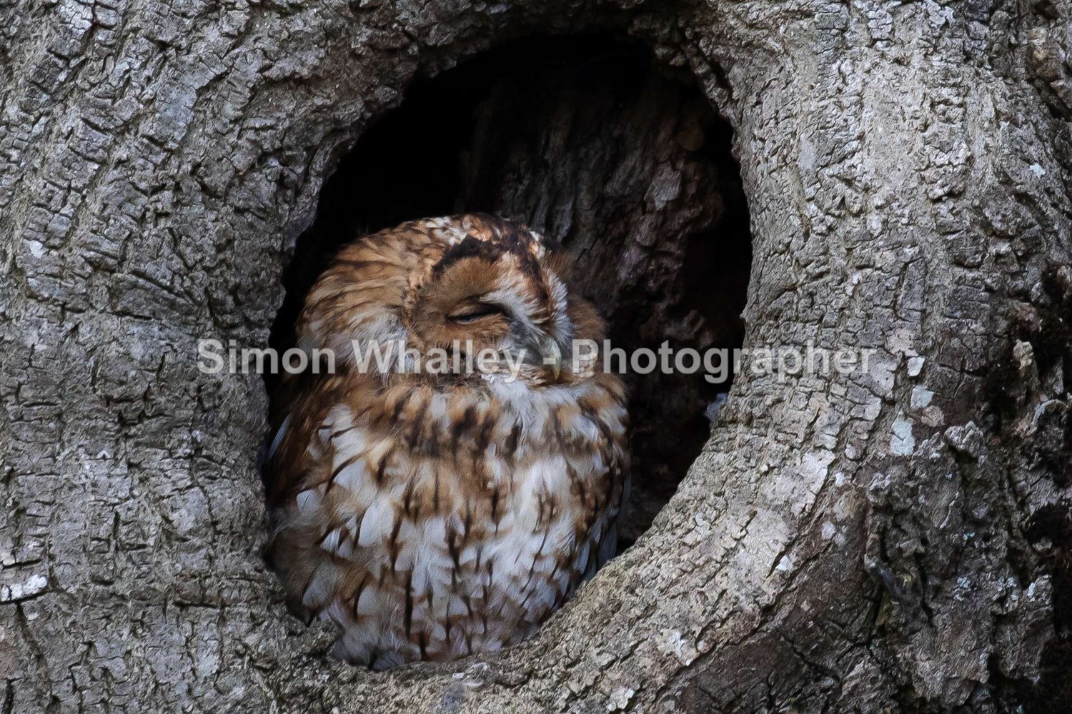 Temple Tawny