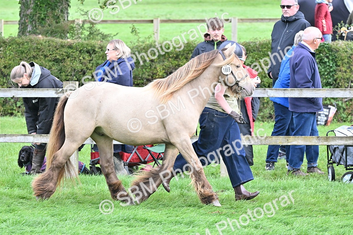 SBM_56872 - S45 - Coloured Pony In Hand