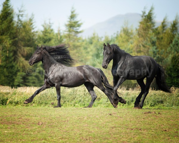 friesians 101-64 - Friesians