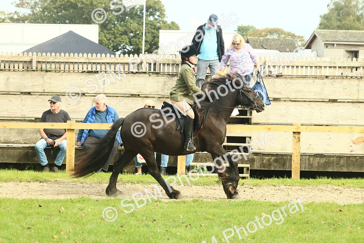 SBM_69363 - S58 - Mini Show Cob Ridden