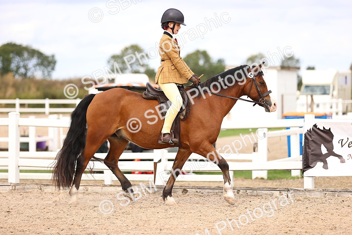 SBM_15989 - Class 417 - Handsomest Gelding (IH or Ridden) Jnr