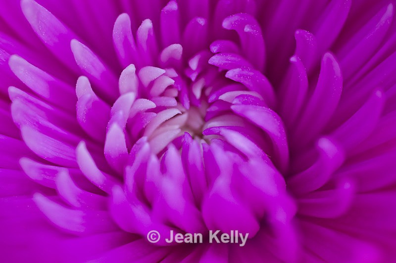 Flower - 20080717_66 - Purple