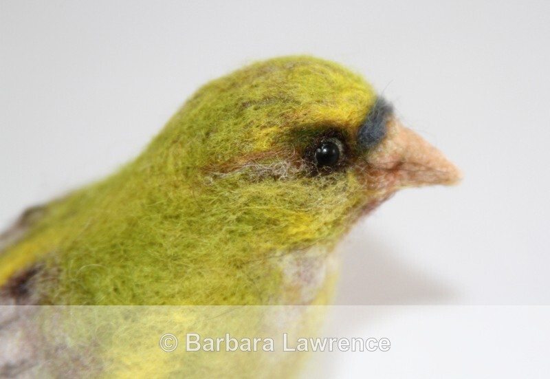 Green Finch. Photo 3 - Gallery