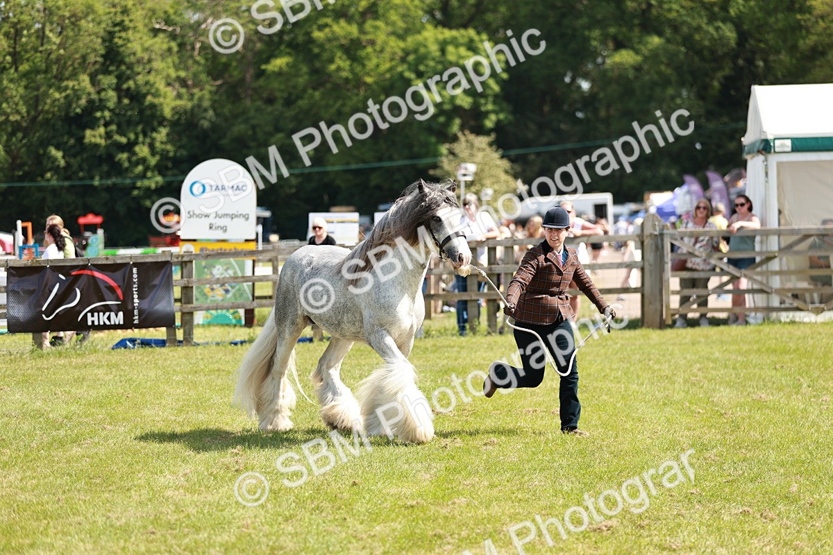 SBM_08532 - Class 63-65 - Traditional Gypsy Cobs In Hand & Ridden