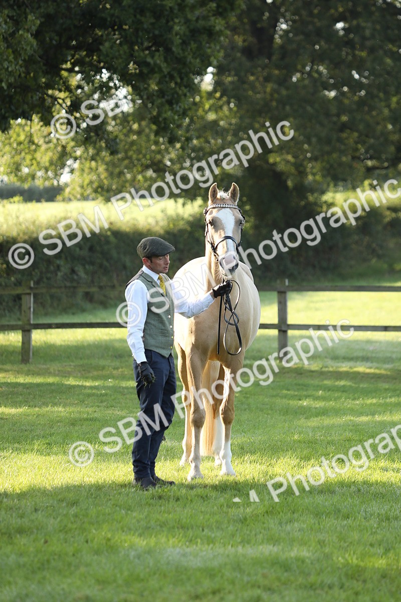 SBM_57972 - S42 - Youngstock