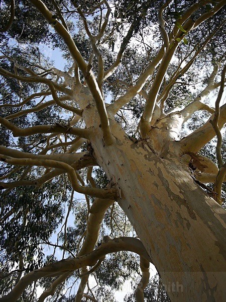 Tree Canopy - LANDSCAPES & TREES