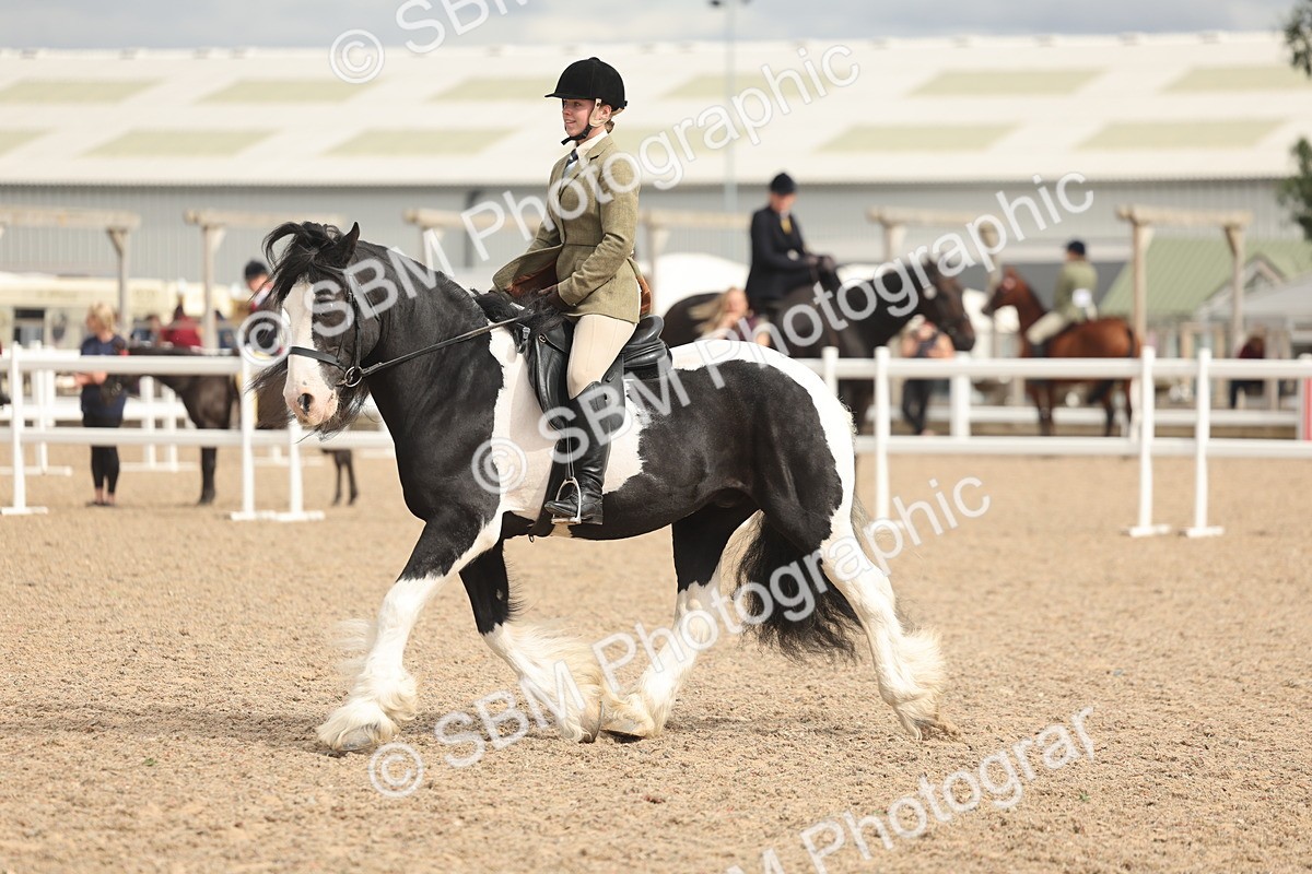 SBM_18016 - Class 314 - Family Horse Pony