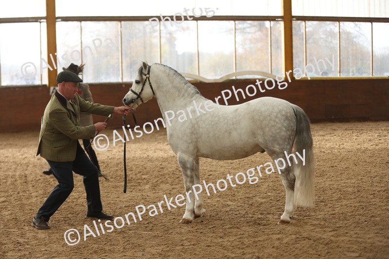 20251109-0524 - Class 20 - Stallions 4 Years and over