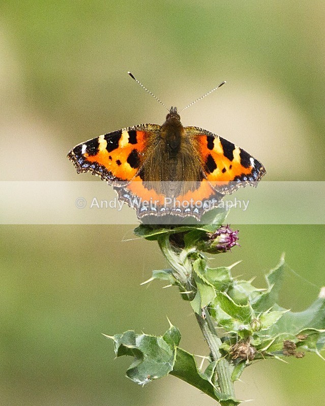 20110917-_MG_6817 - Butterflies & Moths