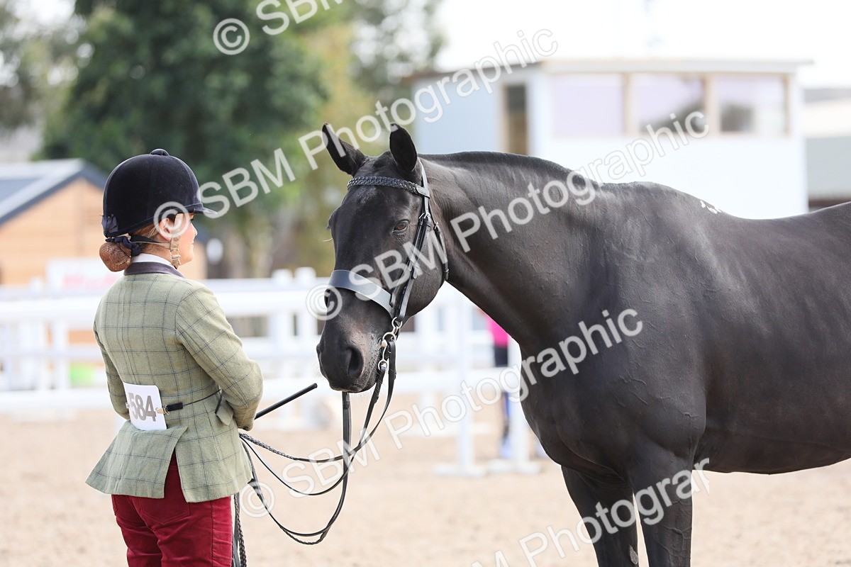 SBM_15818 - Class 312 IH Competition Horse/Pony