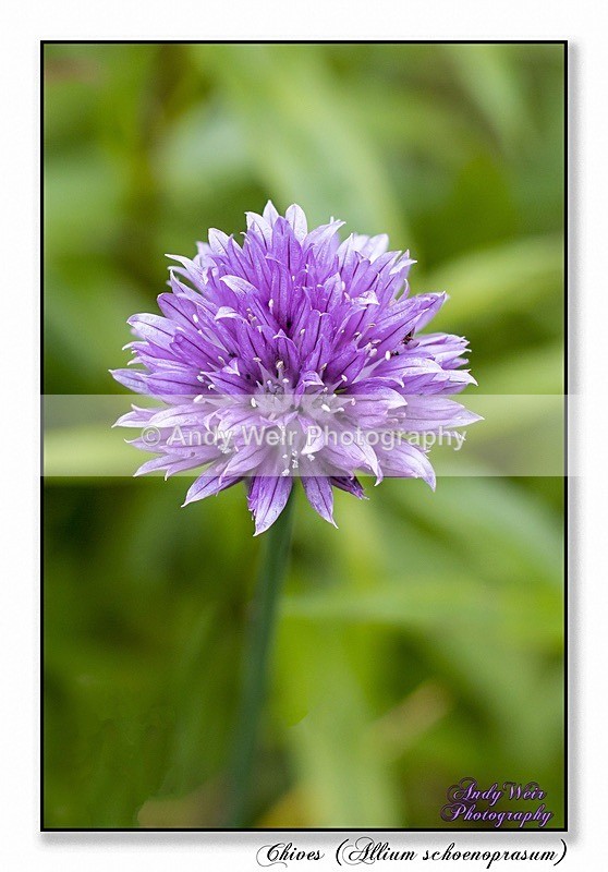 190614-untitled-1L4A1984-Edit-Edit-Edit - Plants & Flowers