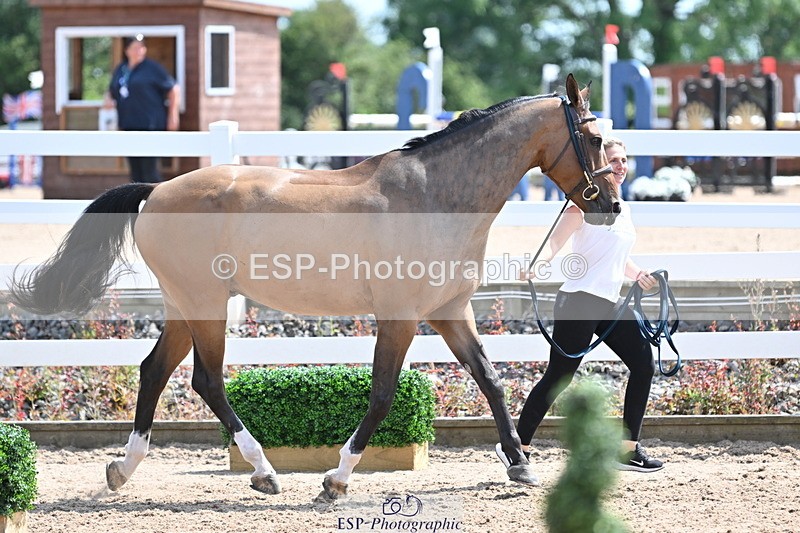 240717A-150439-02514 - Trot Up 3pm to 4pm