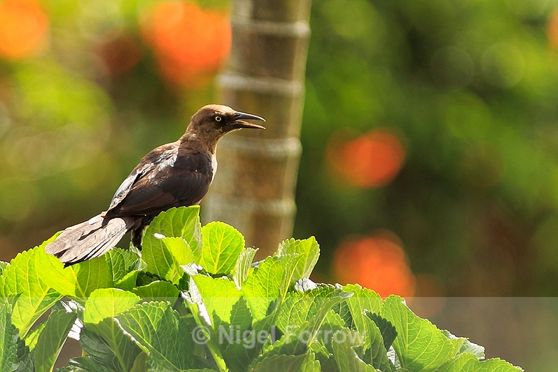 Great-tailed Grackle (female) perched on a bush in a coffee plantation - Great-tailed Grackle
