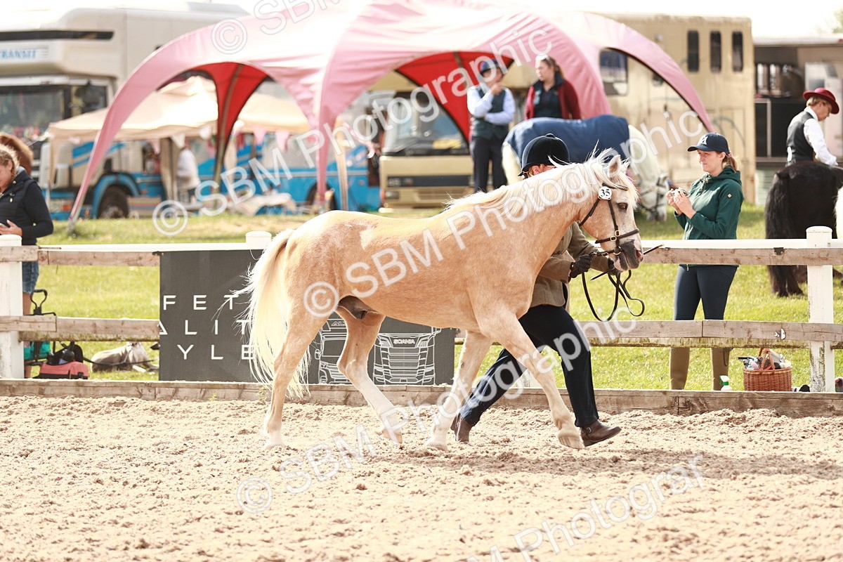 SBM_11806 - Class 206 IH Non Show Type Pony