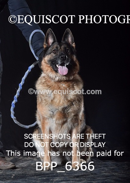 BPP_6366 - CARLA DOGS