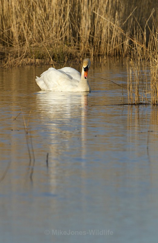 Mute swan (Evening near Grisdale hide) - Mute Swan Gallery
