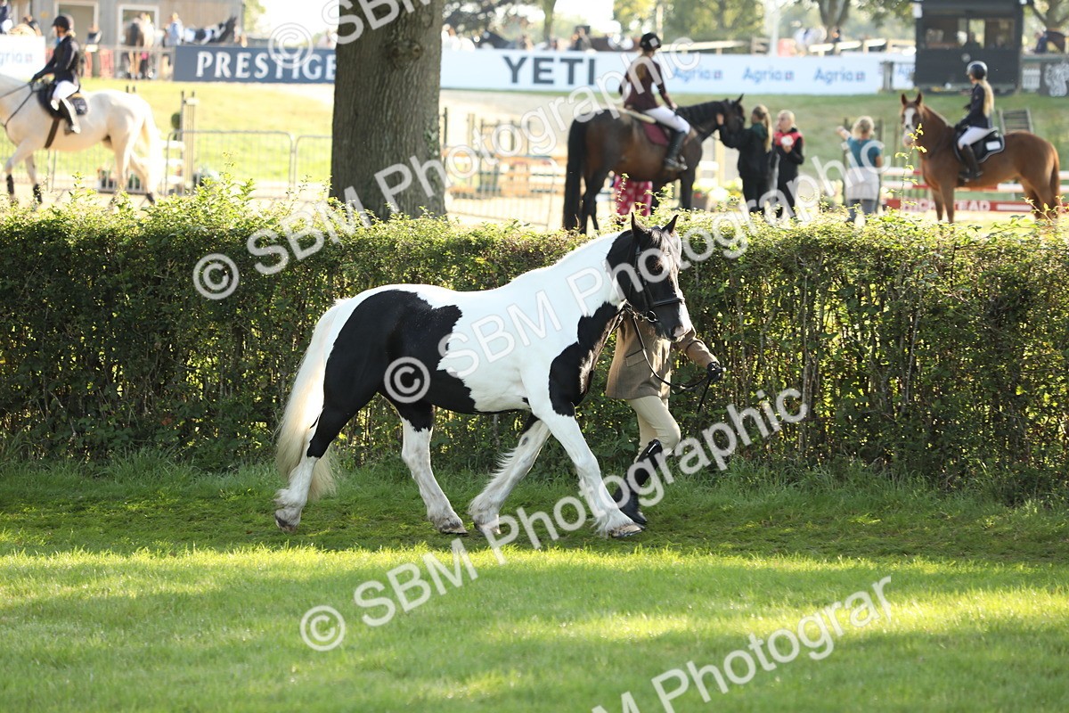 SBM_60889 - S43 - Coloured Pony In Hand