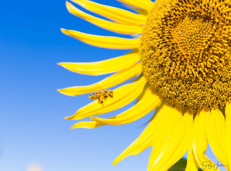 Sunflower and Bee 2