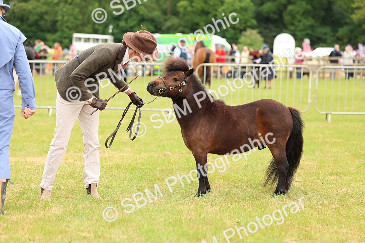 SBM_04462 - Class 64-67 - Shetland Pony In Hand