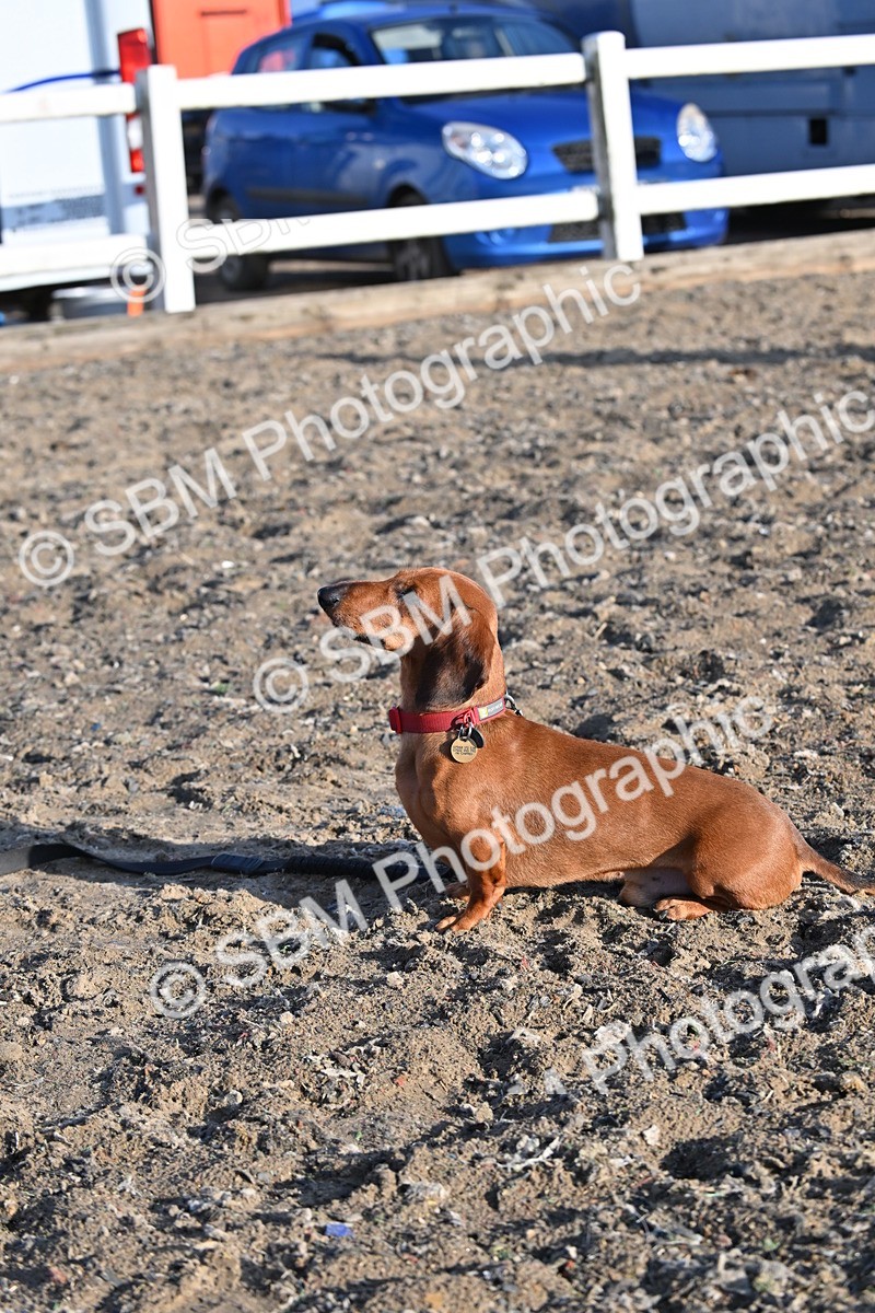 SBM_09407 - Lorry Dogs