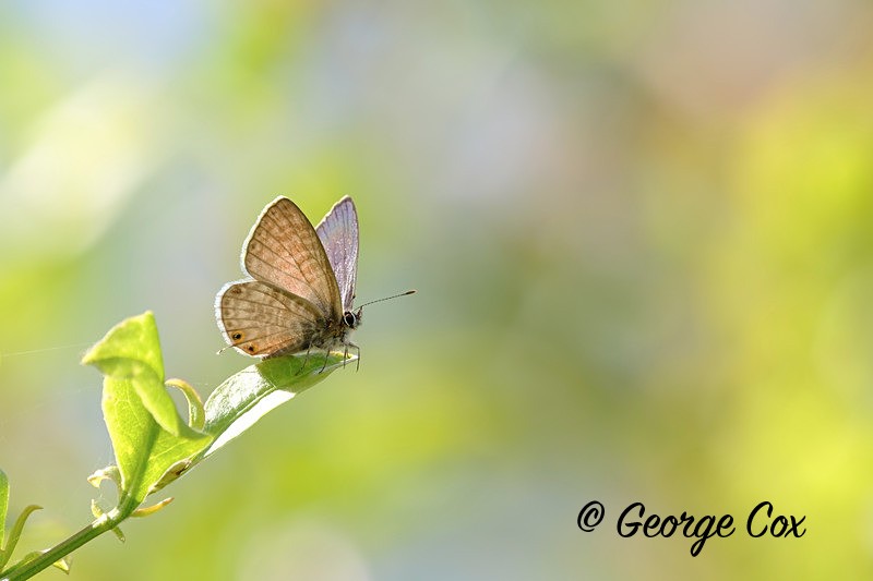Long Tailed Blue Underside - Madeira