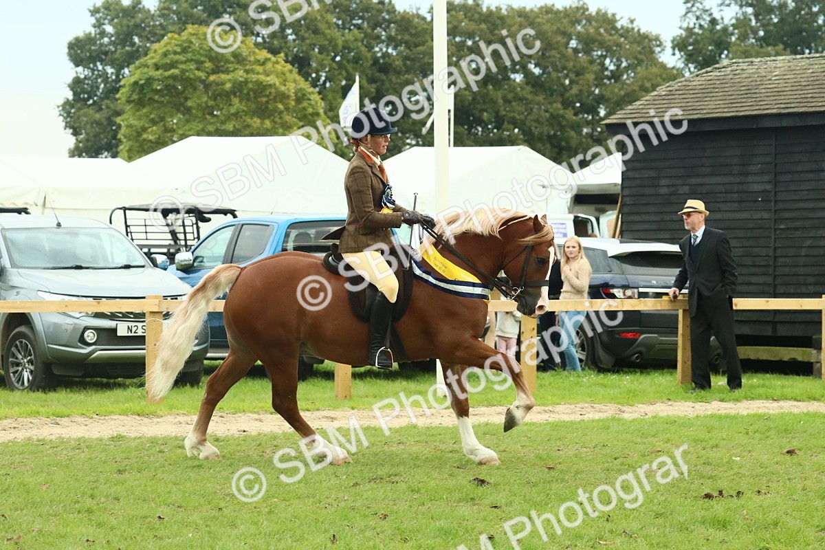 SBM_75167 - Super Supreme Championship