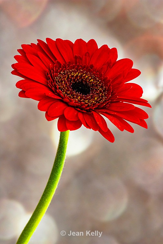 Single Red Gerbera - DSC_0749 - Red