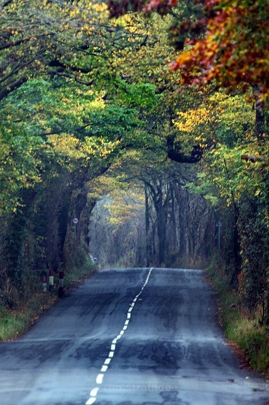 Autumn trees - Latest additions