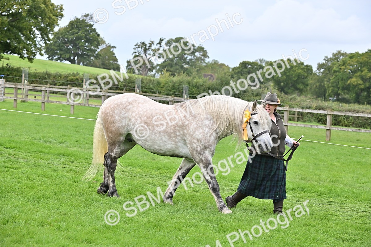 SBM_63345 - S49 - Mountain & Moorland In Hand Large Breeds
