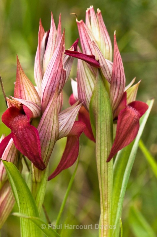 Scarce Serapias (Serapias neglecta) - Orchids - Serapias