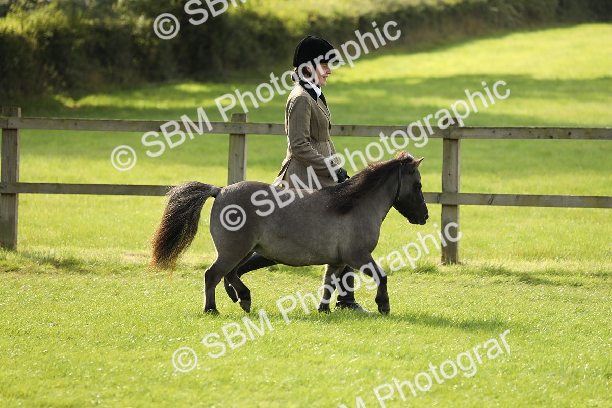 SBM_62742 - S46 - Mountain & Moorland In Hand Small Breeds