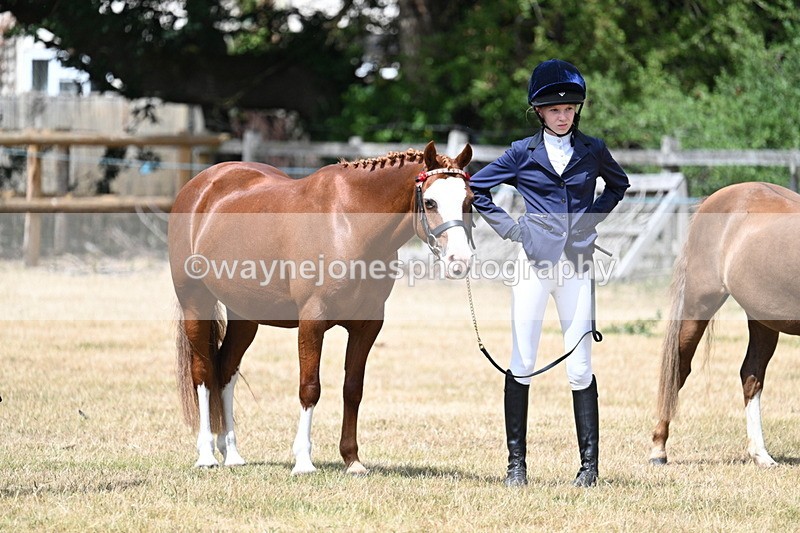 WJ7_1718 - Class 4 Prettiest Mare up to 14.2hh in hand