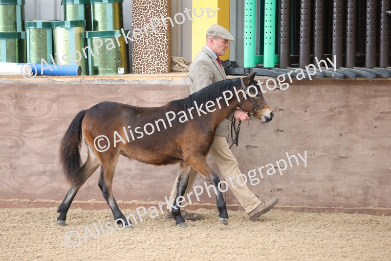 20251109-0467 - Class 17 - Foals