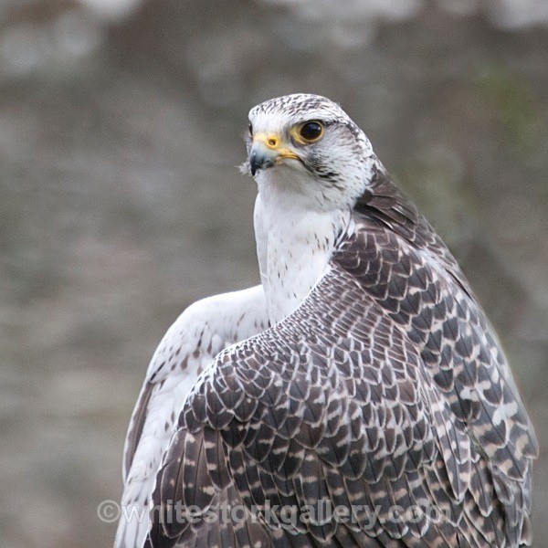 Peregrine Falcon - Wildlife and Animals