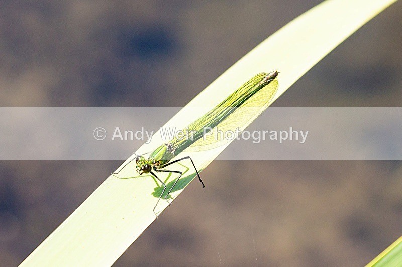 20180704-Rixton-3K8A1807 - Dragonflies & Damselflies