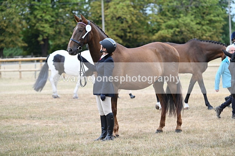 WJ7_0200 - Class 5a Most Handsome Gelding (above 14.2hh)
