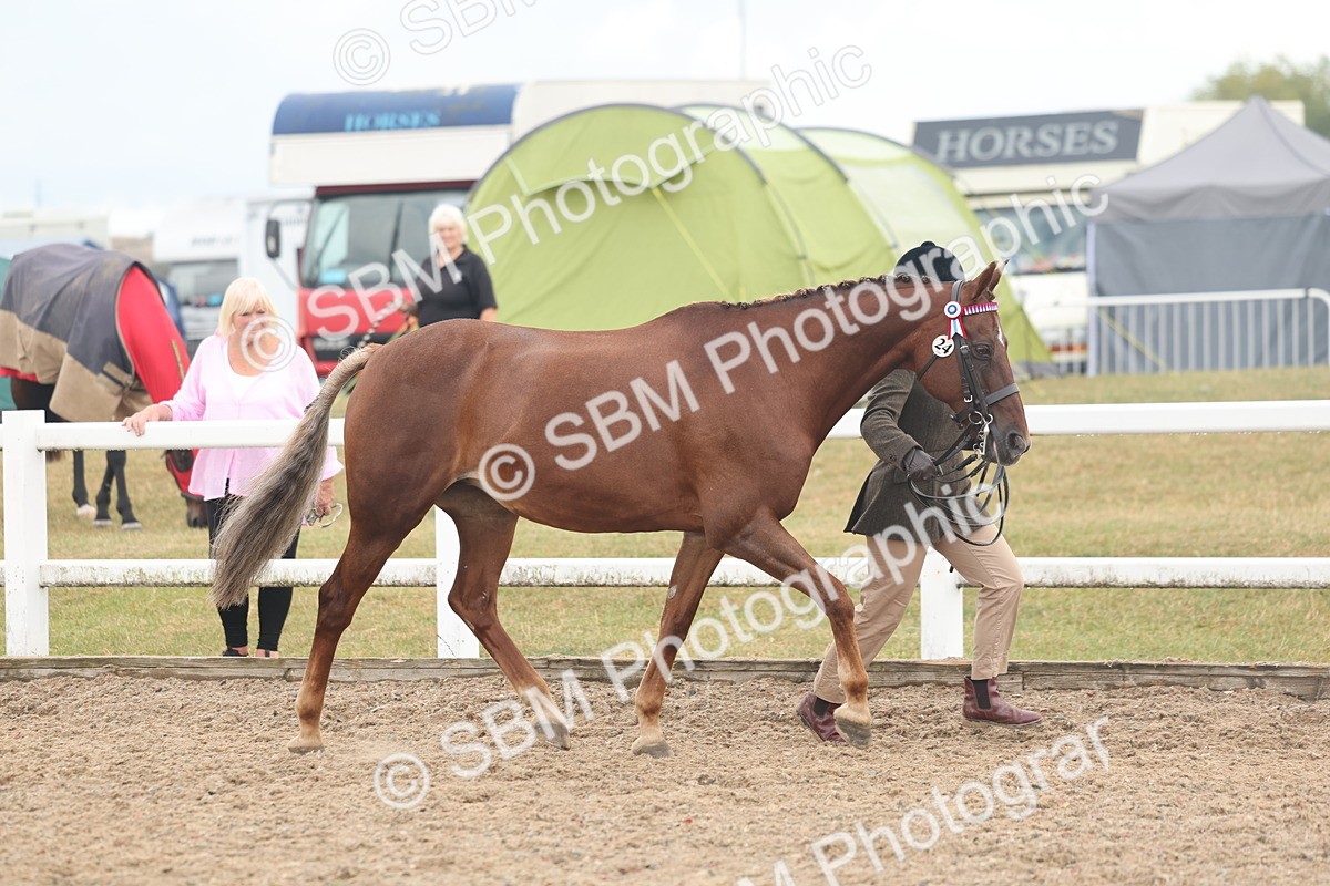 SBM_08441 - Class 29 - IH Veteran Pony